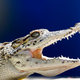 Illustration for article titled From Sweden, Cuban Crocodiles Return To Their Parents Swampy Birthplace